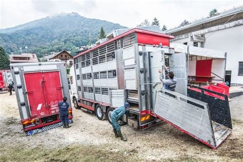 Livestock and Special Goods Transport